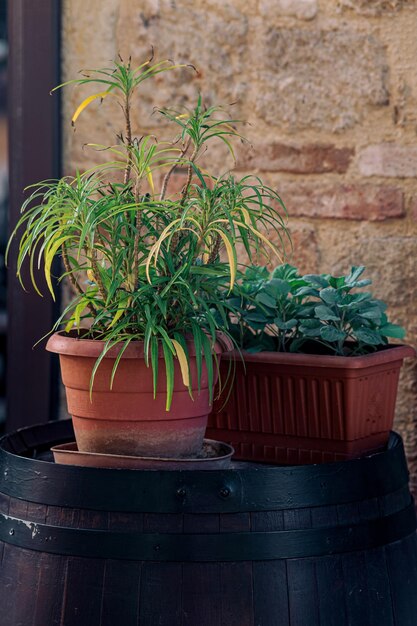 Plantas em vasos ficam em um barril de madeira ao ar livre