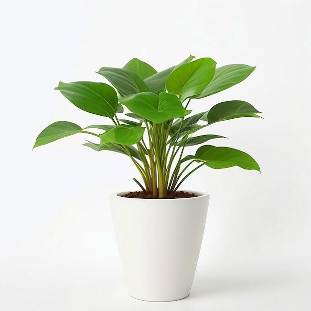 plantas em vasos fundo branco Foto de alta qualidade