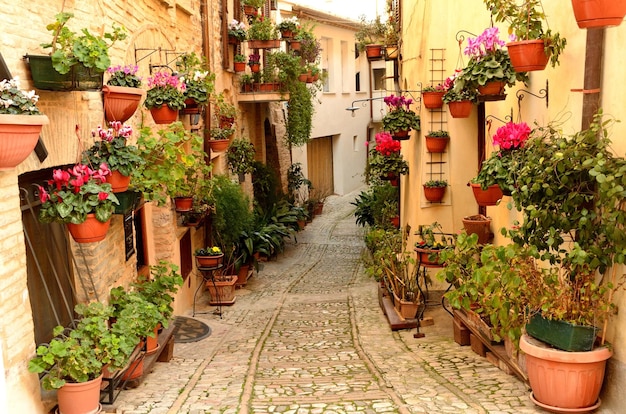 Plantas em vasos num beco entre edifícios
