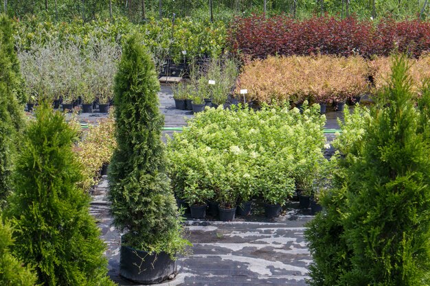 Plantas em vasos são vendidas no centro de jardinagem. Venda de plantas ao ar livre. Muitas variedades de plantas verdes. Flores, abetos, abetos, thuja, macieiras e outras árvores frutíferas. Tudo para decorar o seu jardim.