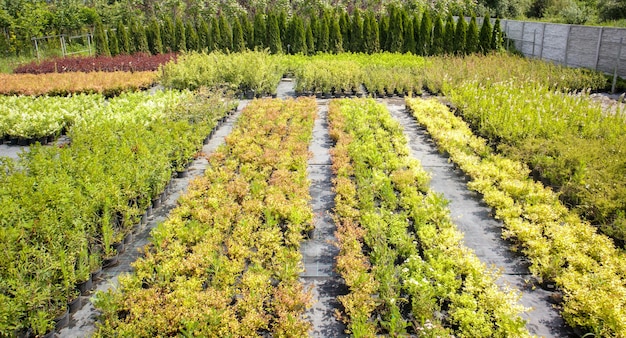 Plantas em vasos são vendidas no centro de jardinagem. Venda de plantas ao ar livre. Muitas variedades de plantas verdes. Flores, abetos, abetos, thuja, macieiras e outras árvores frutíferas. Tudo para decorar o seu jardim.