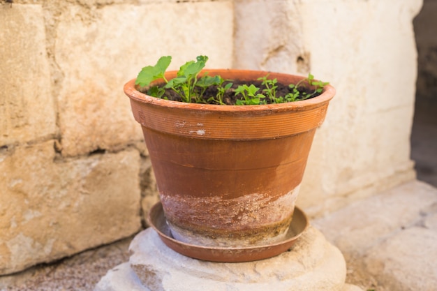 Plantas em vasos verdes em vaso bonito ao ar livre.