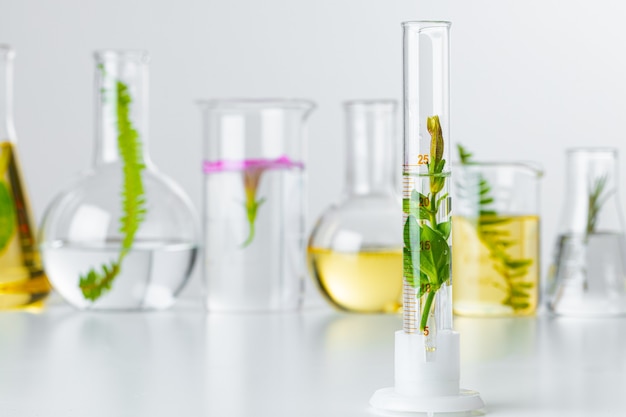 Plantas em vidraria de laboratório em branco.