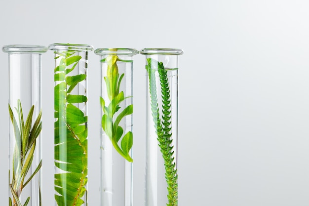 Plantas em vidro de laboratório contra o branco