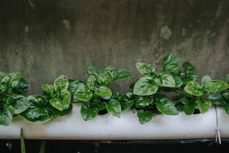 Plantas de espinacas propagadas por hidroponía.