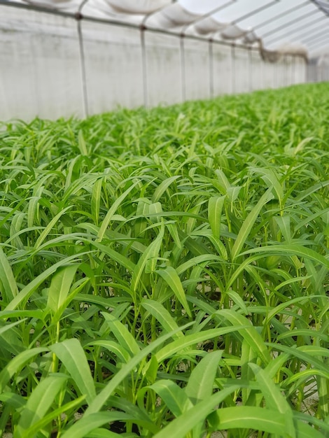 Las plantas de espinacas verdes crecen densas en el jardín.