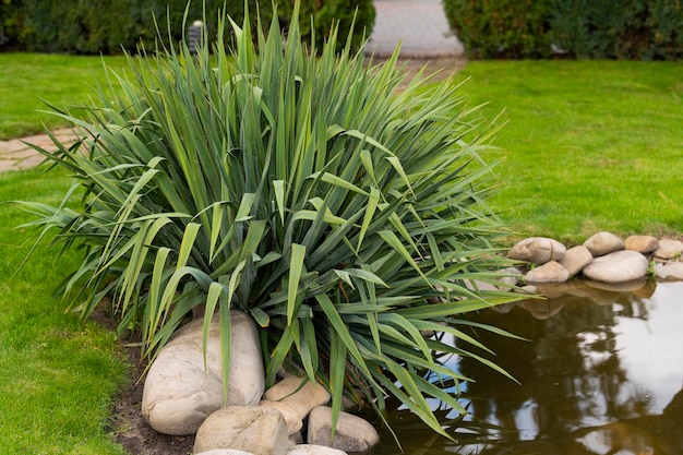 Plantas para un estanque de jardín en diseño de paisaje.