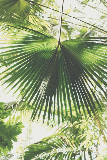 Foto plantas exóticas em uma estufa em um jardim botânico