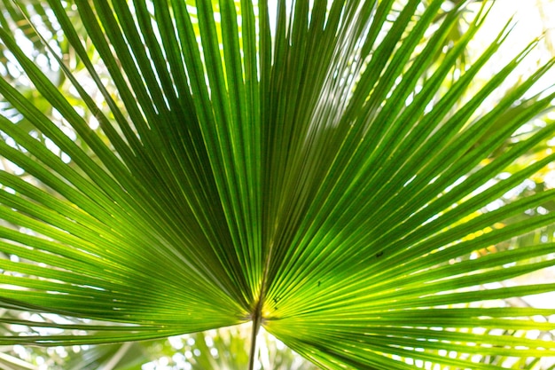 plantas exóticas em uma estufa em um jardim botânico