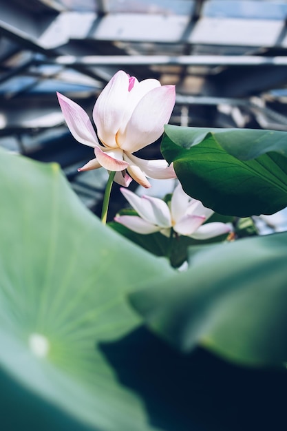 Foto plantas exóticas em uma estufa em um jardim botânico