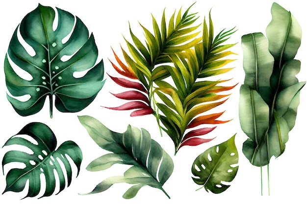 Plantas exóticas hojas de palma monstera sobre un fondo blanco aislado ilustración botánica acuarela