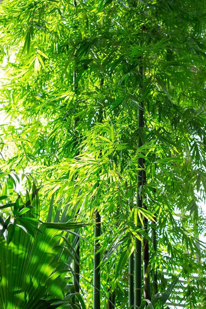 plantas exóticas en un invernadero en un jardín botánico