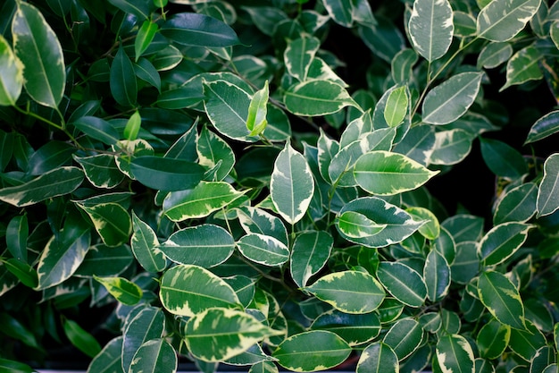 Plantas exóticas na moda, vista superior. plantas de interior, área verde.