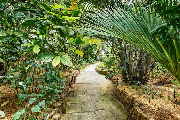 Plantas exóticas