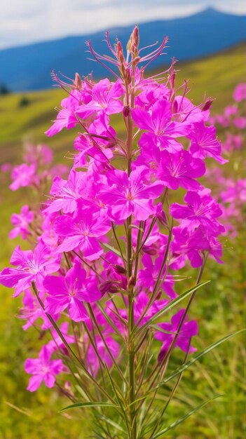 Foto plantas de fireweed flores médicas chamerion angustifolium o epilobium angustifolium en mortero de cobre