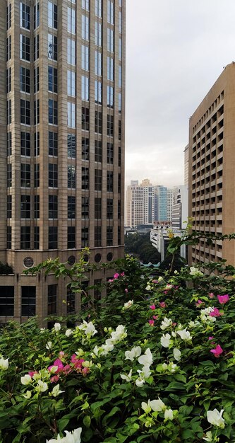 Foto plantas en flor y edificios modernos en la ciudad contra el cielo