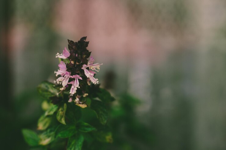 Plantas de flor de especias de albahaca verde