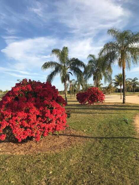 Foto plantas en flor junto a los árboles en el campo contra el cielo