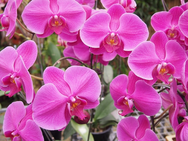 Plantas de flor de orquídea rosa