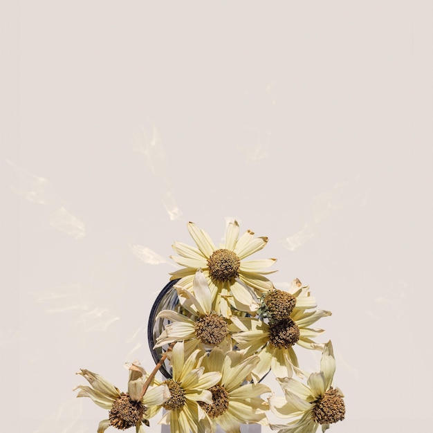 Plantas florais criativas de outono colocam flores secas em vaso de vidro bela sombra da estética da luz solar