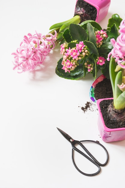 plantas florales rosas y tijeras en blanco