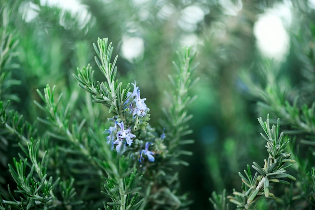 Plantas florecientes del romero con las flores en fondo verde de la hierba del bokeh. Rosmarinus officinalis angustissimus Benenden campo azul. Copia espacio