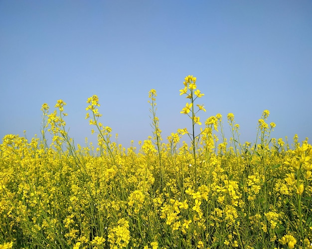 Plantas con flores amarillas en el campo contra un cielo despejado