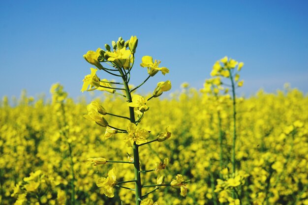 Foto plantas con flores amarillas en el campo contra el cielo