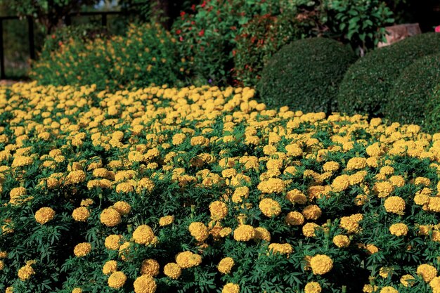 Plantas con flores amarillas en el campo