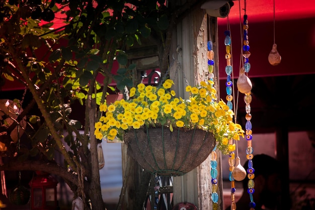 Plantas con flores amarillas colgando fuera del edificio