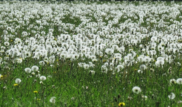 Plantas con flores blancas en el campo