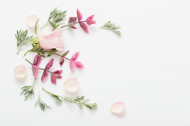 Plantas y flores en blanco