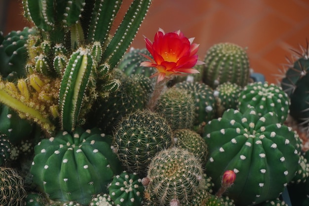 Plantas con flores de cactus lobivia roja