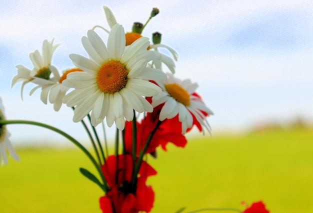 Las plantas con flores y los capullos de flores abren el néctar y el polen