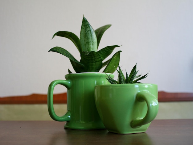 Plantas de flores caseras en tazas de té y café.