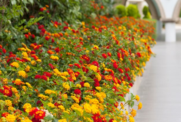 Plantas con flores coloridas en una foto de jardín