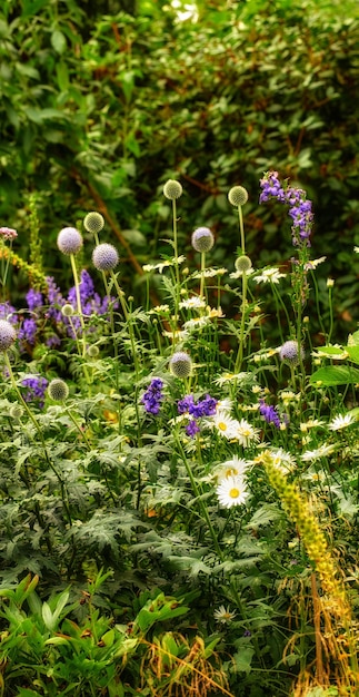 Plantas de flores y flora que crecen en arbustos, parques y campos durante el verano Vegetación verde y flora que florecen y brotan en un entorno verde natural y exuberante en un prado o patio de jardín