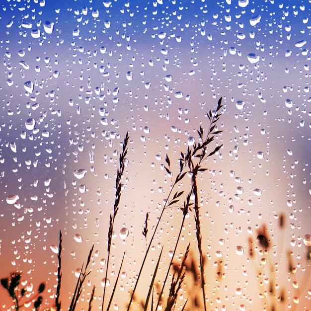 Plantas de flores y gotas de lluvia en días lluviosos en primavera