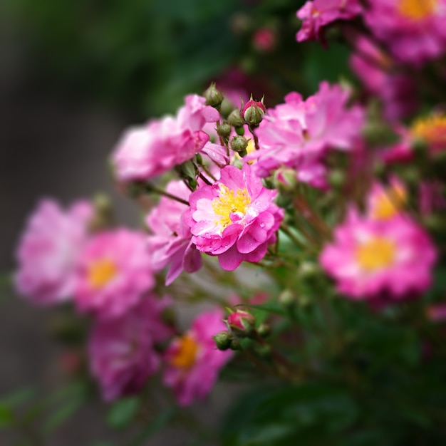 Plantas de flores en el jardín.