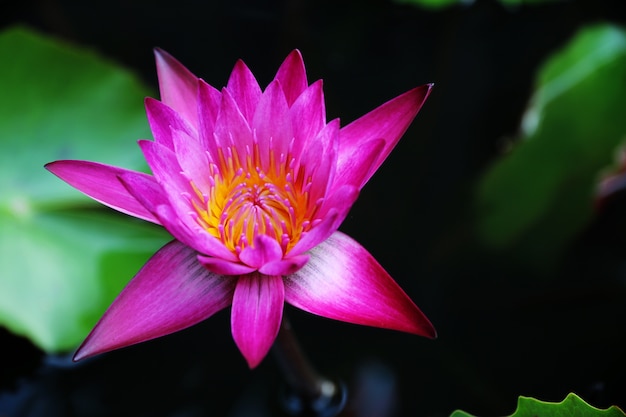 plantas de flores de loto rosa