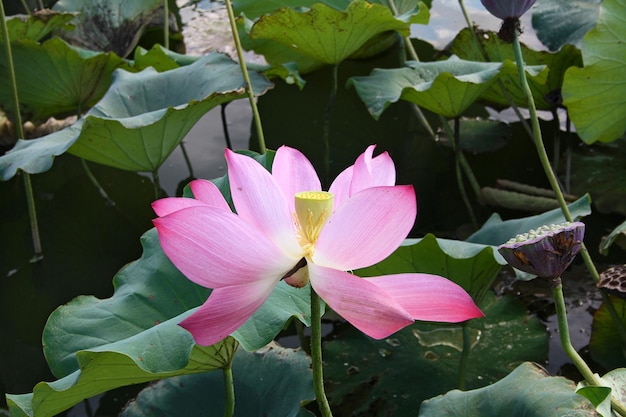 Plantas de flores de loto