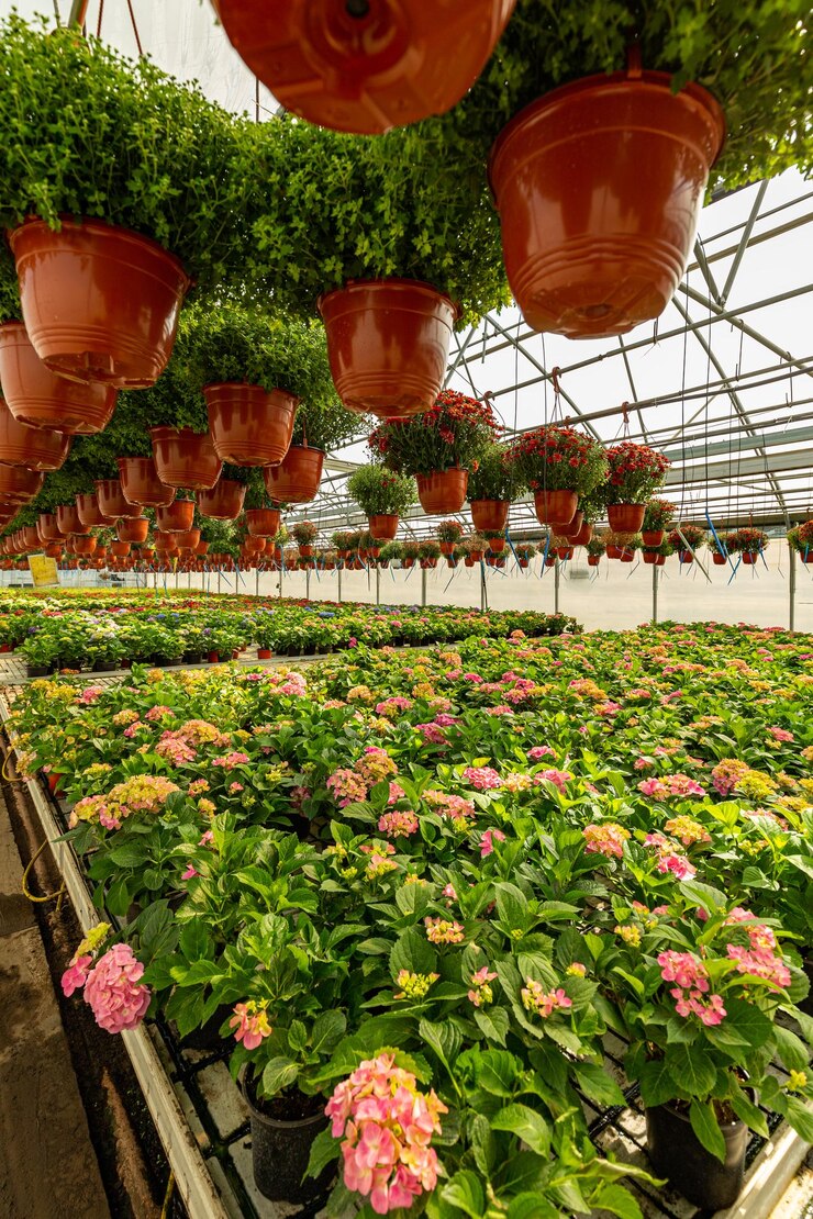 Plantas y flores ornamentales