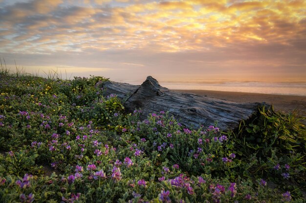 Foto plantas con flores púrpuras en el campo contra el cielo durante la puesta de sol