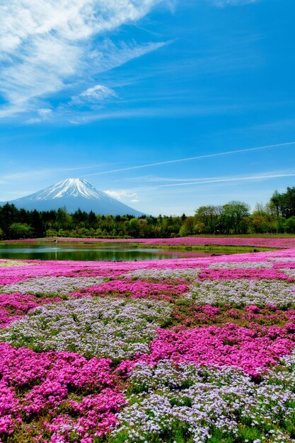 Foto plantas con flores púrpuras en el campo contra el cielo