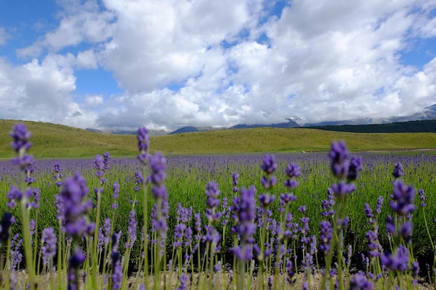 Plantas con flores púrpuras en el campo contra el cielo