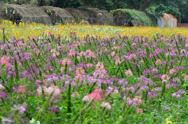 Plantas con flores púrpuras en el campo