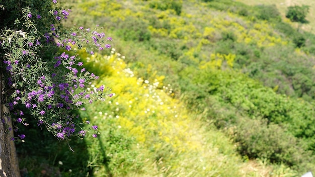 Foto plantas con flores púrpuras en el campo