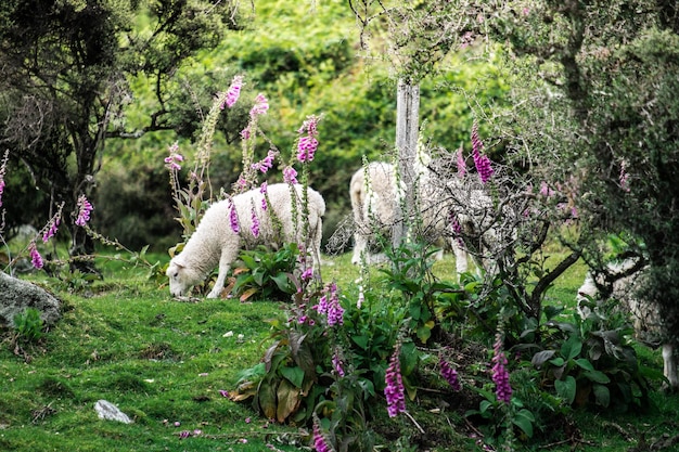 Foto plantas con flores púrpuras en el parque