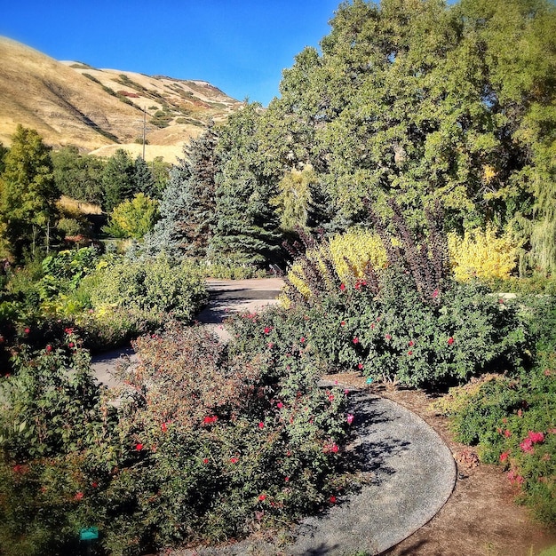 Foto plantas con flores que crecen en el parque