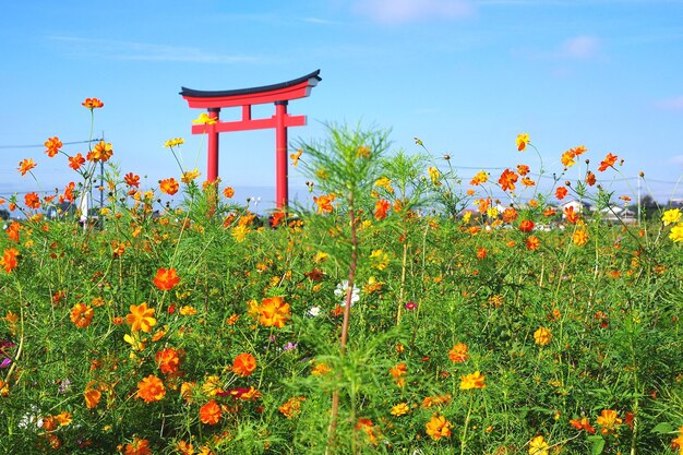 Foto plantas con flores rojas en el campo contra el cielo